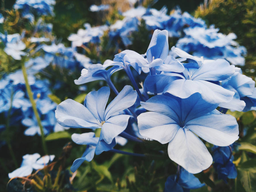 Light Blue Flowers Wallpaper 231