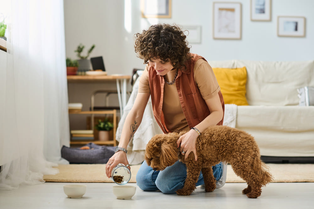 Fiche métier Petsitter salaire, étude, rôle et compétence HelloWork