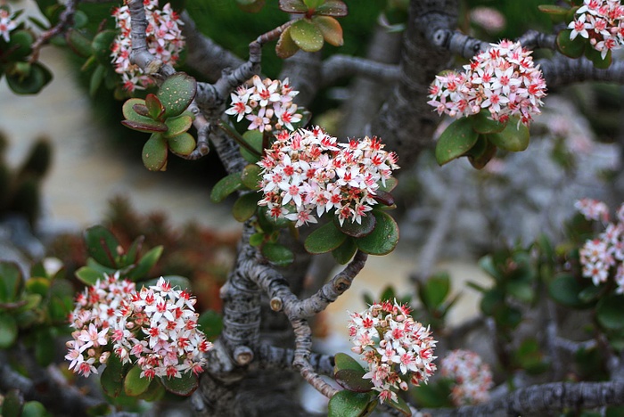 Jardin Exotique. Der Geldbaum oder Pfennigbaum (Crassula
