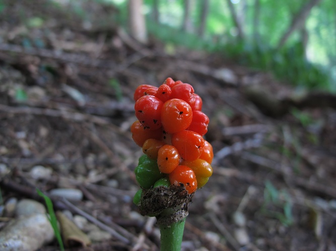 Im Wald sprießen aus dem Boden lauter seltsame grüne