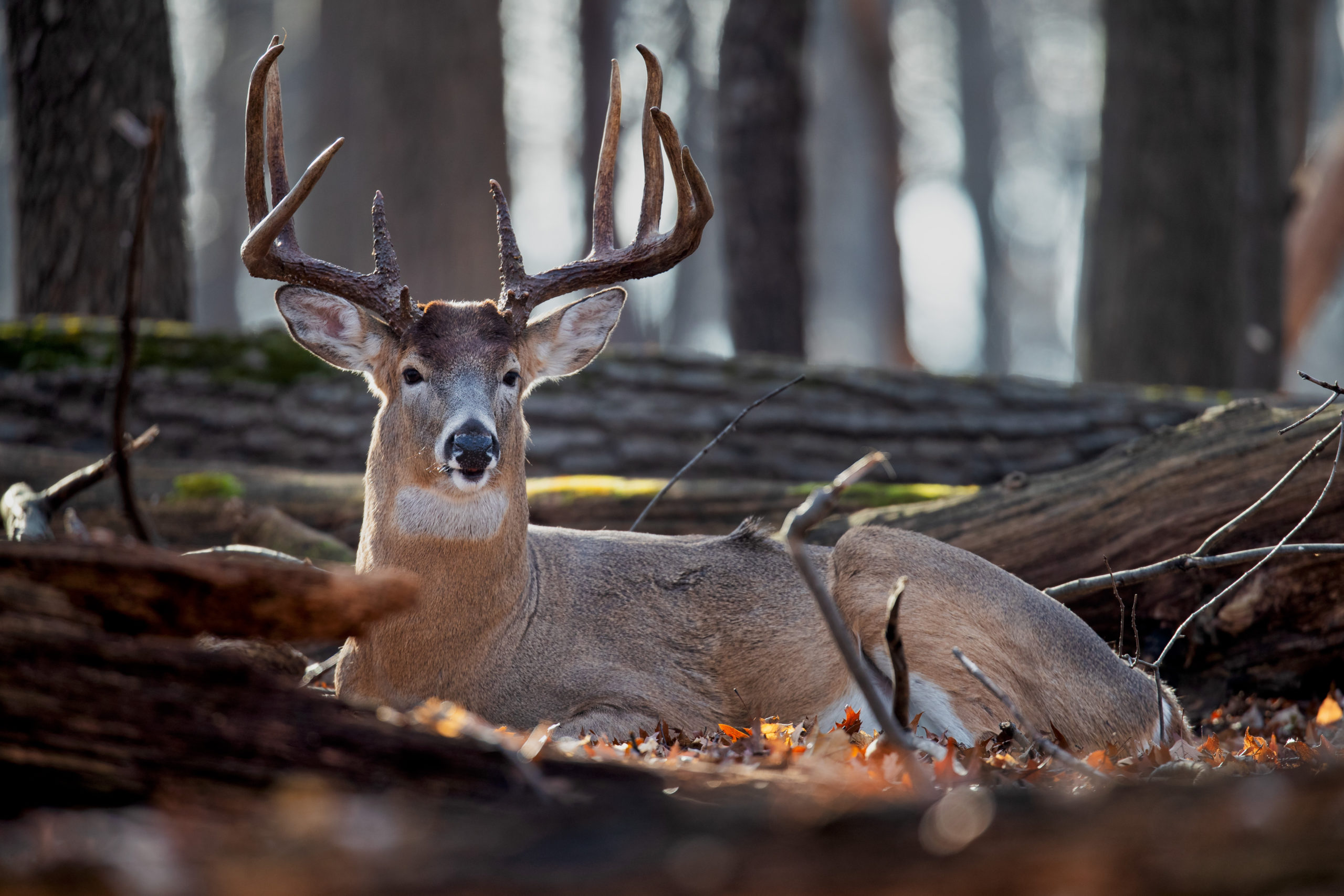 How to Find & Hunt Nocturnal Bucks