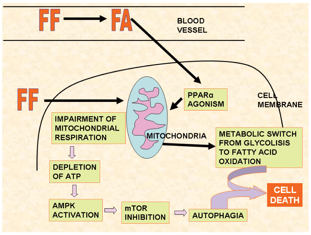 Fenofibrate Mechanism Of Action slideshare