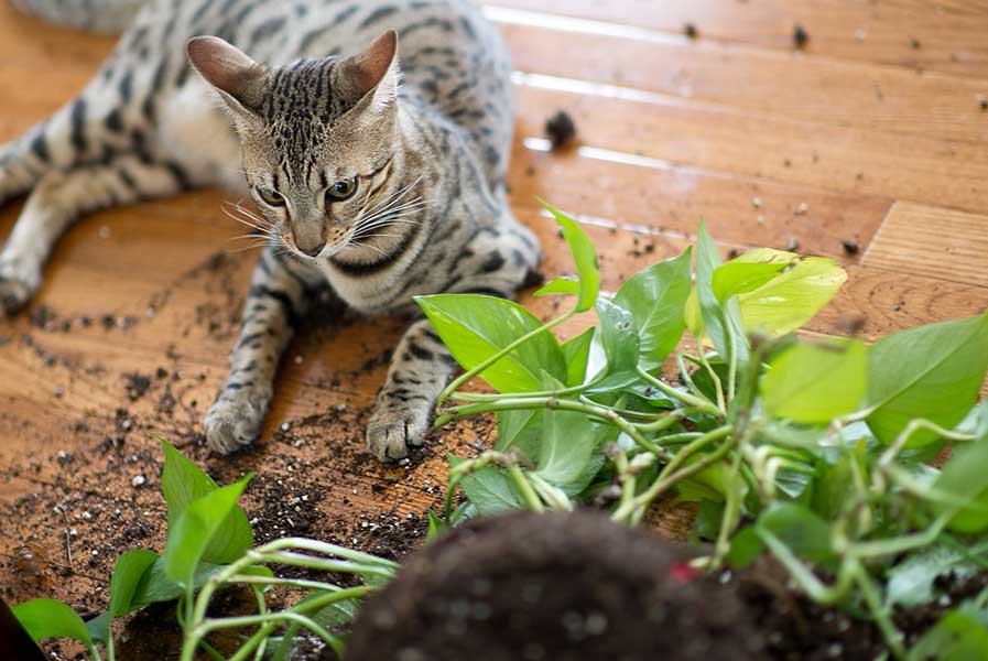 A savannah cat is a domestic cat breed that has a % of african serval wild blood. Savannah Cat Owners 1 Guide Kitten Cost Breeders Advice