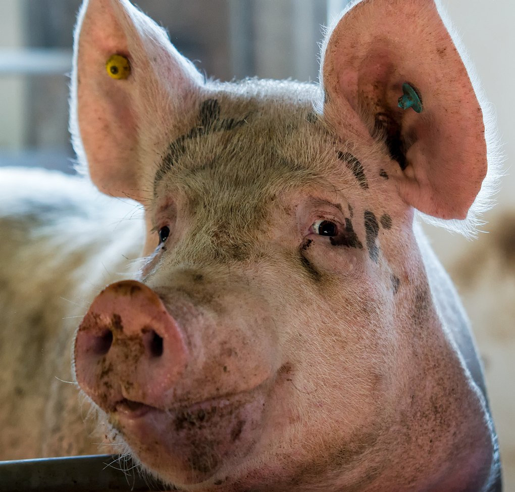 No Ideas EP Inverspace Pigs' Blood Files