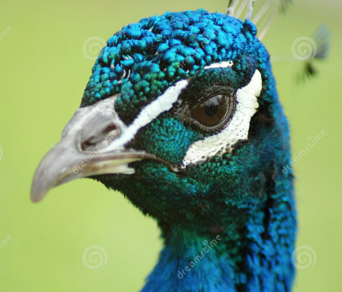 Shoes For Everyone Nimble Animal