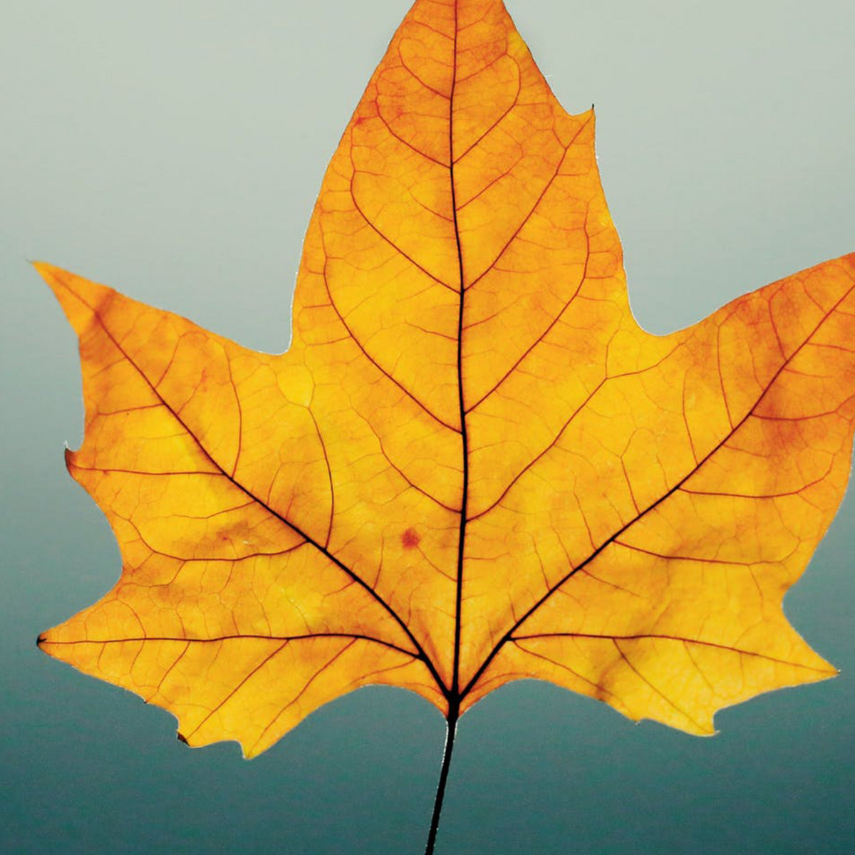 Boombayah HaseltineAud