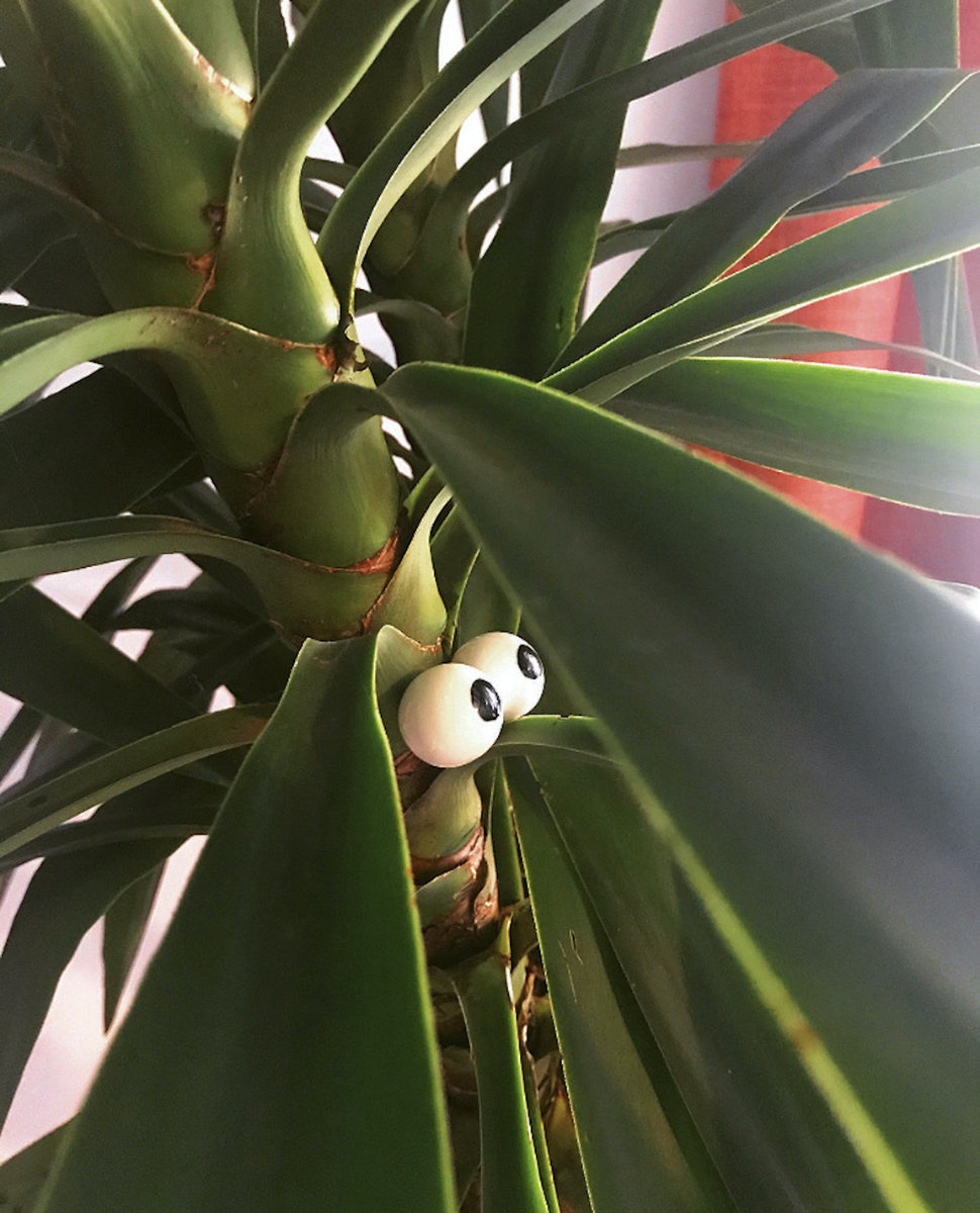 Googly eyes eyeball jewellery for your plants, the music and plant