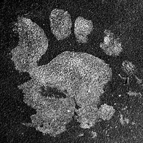 Music | Nine Nude Hippies