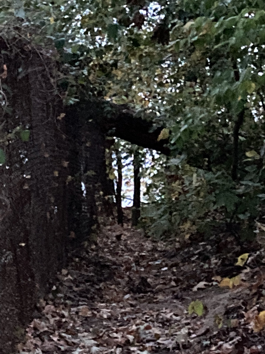 Leaf House Leaf House