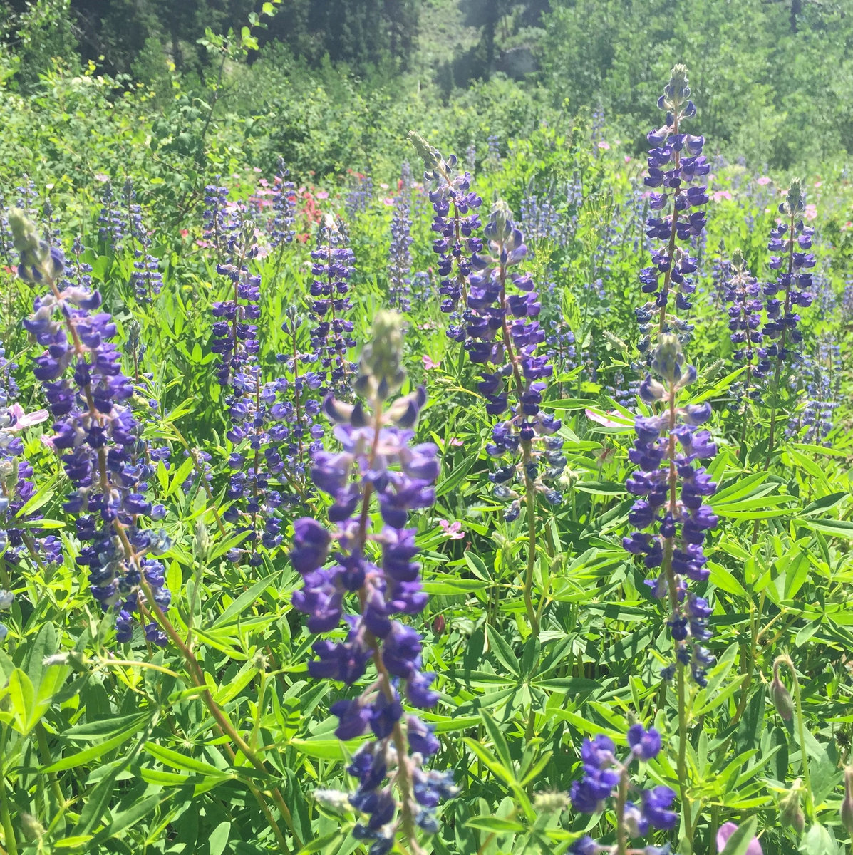 Songs About Grieving Counting Wildflowers