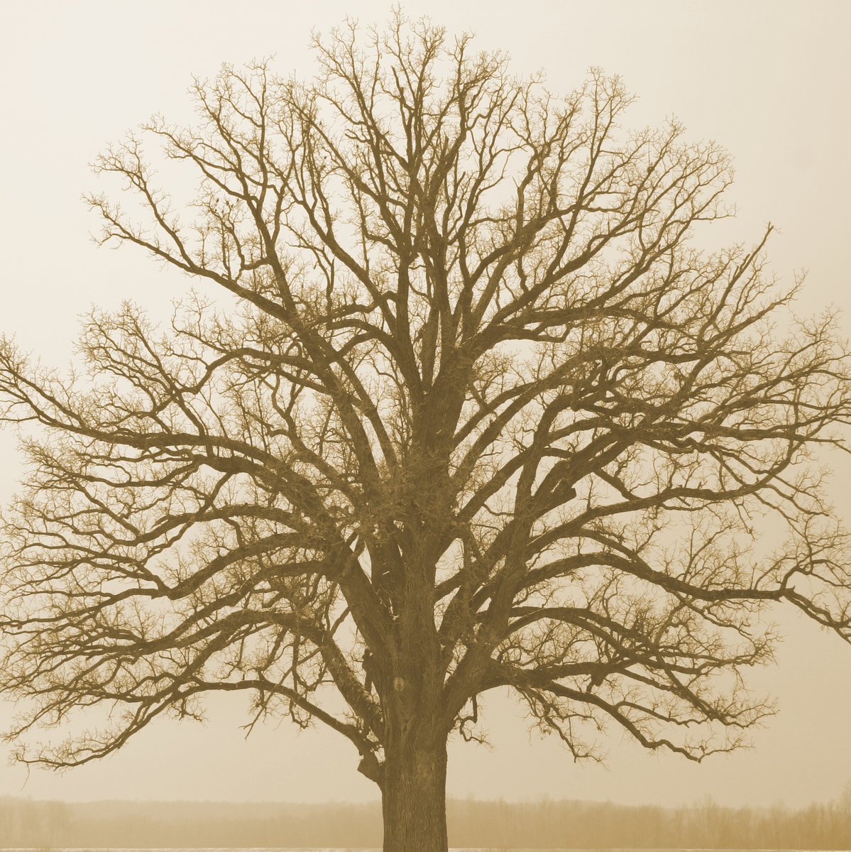 What We Learn From The Trees Giroux Brothers (Tyler Giroux, Nate