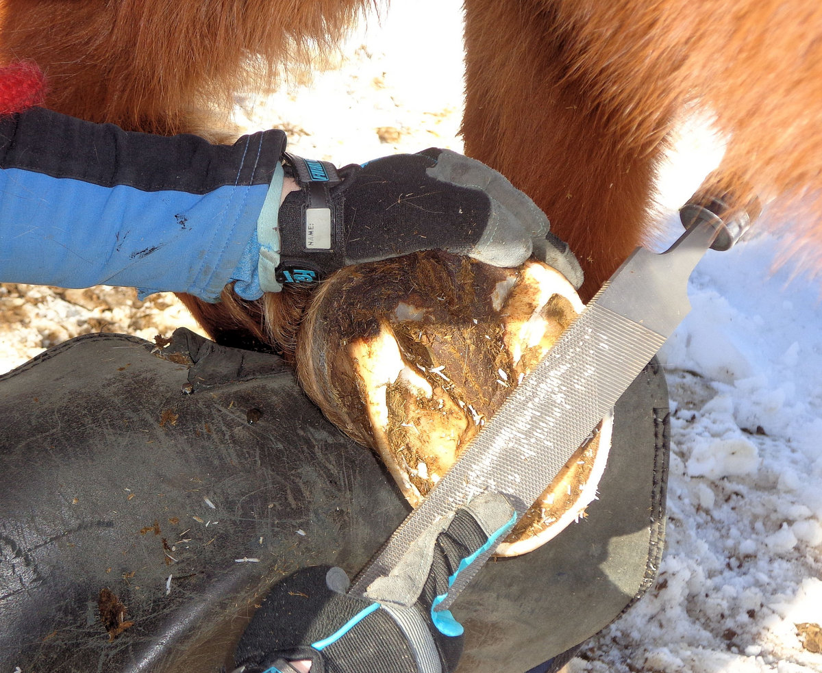 Lameness In Horses Hoof Cracked Georrosal mirshurtenaga