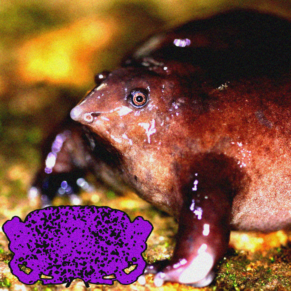 Swallowed Alive By A Huge Frog RxIxBxBxIxTx Putrid Kitty Terrorism