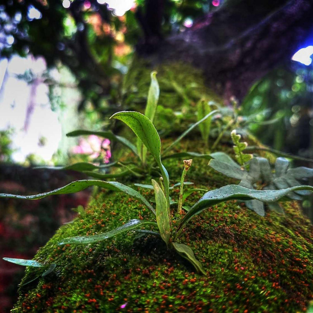 Sophie Rain Spiderman Leaked Video Hq sro kakhee