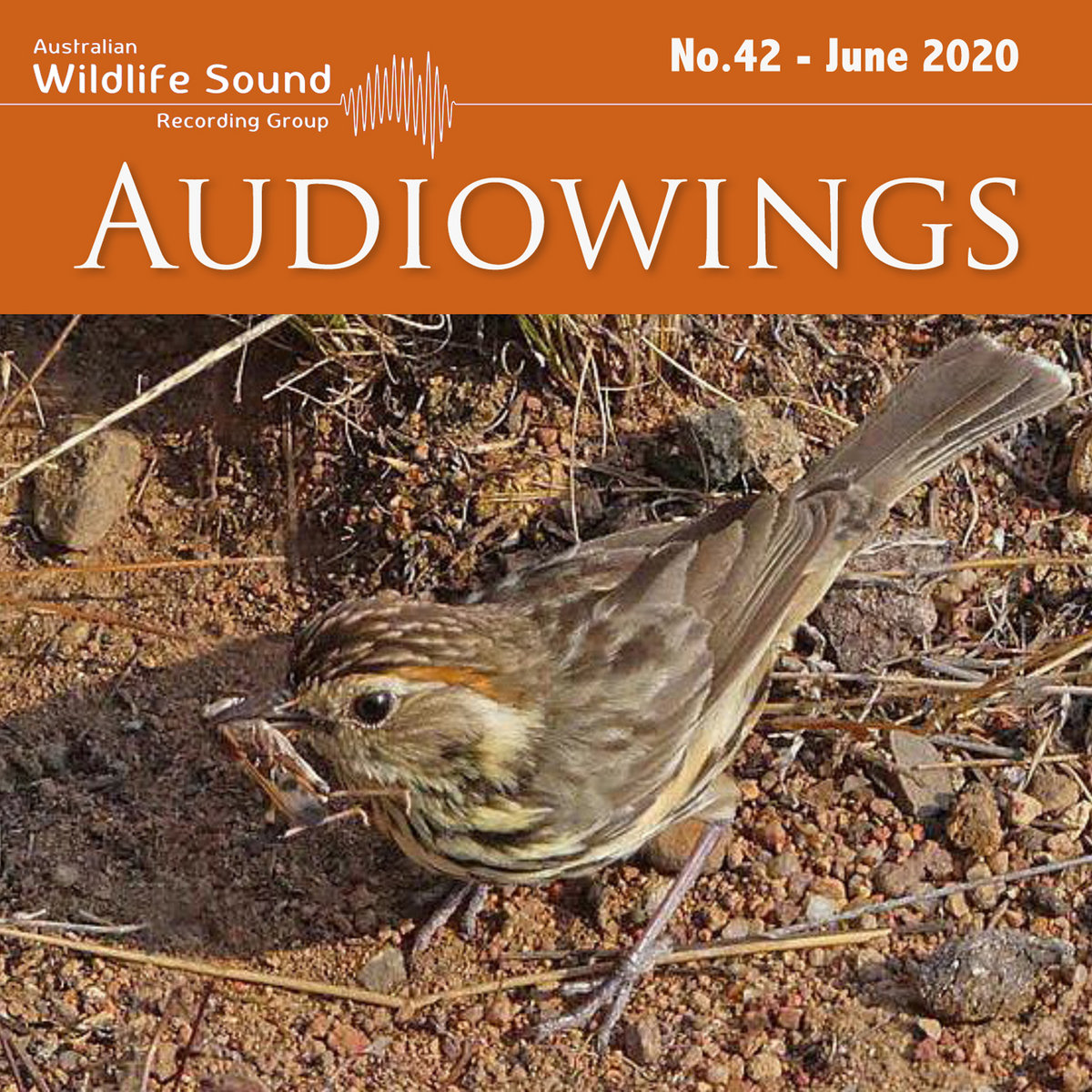 Gould's wattled bat (Chalinolobus gouldii) Australian Wildlife Sound