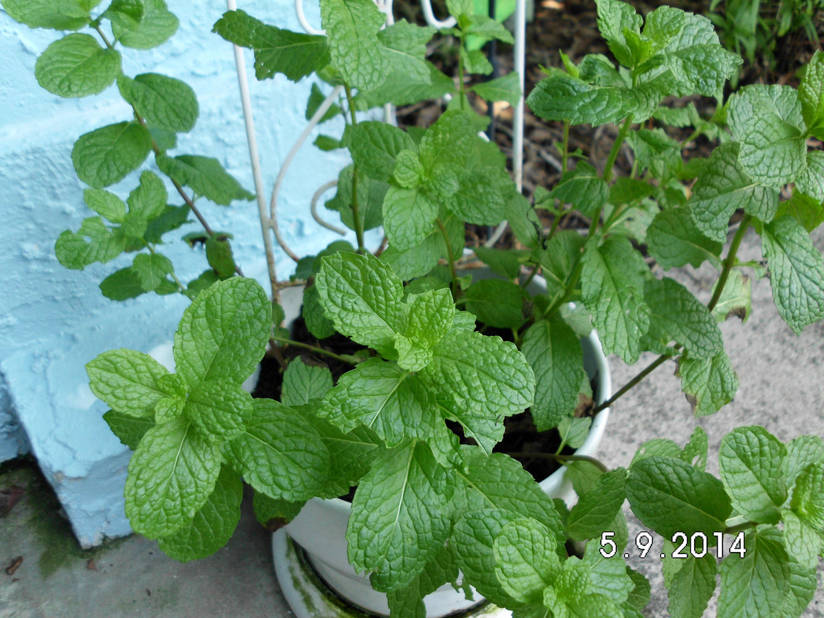 Rosemary Meaning In Hindi Pililvalg urininmor