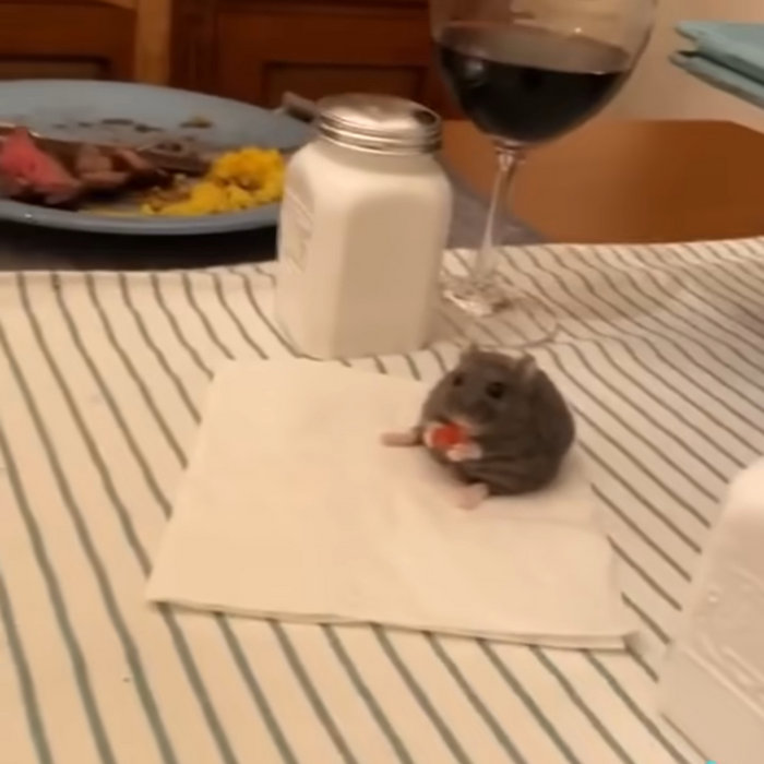 dead tamagotchi presents: the best of the worst | dEaD tAmAgOtChI