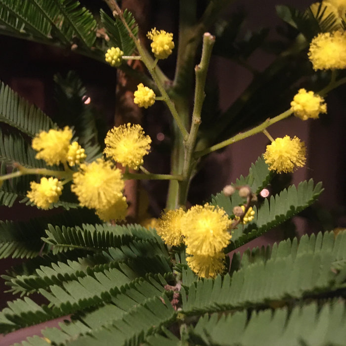 Autre neveu II Mint Deluxe