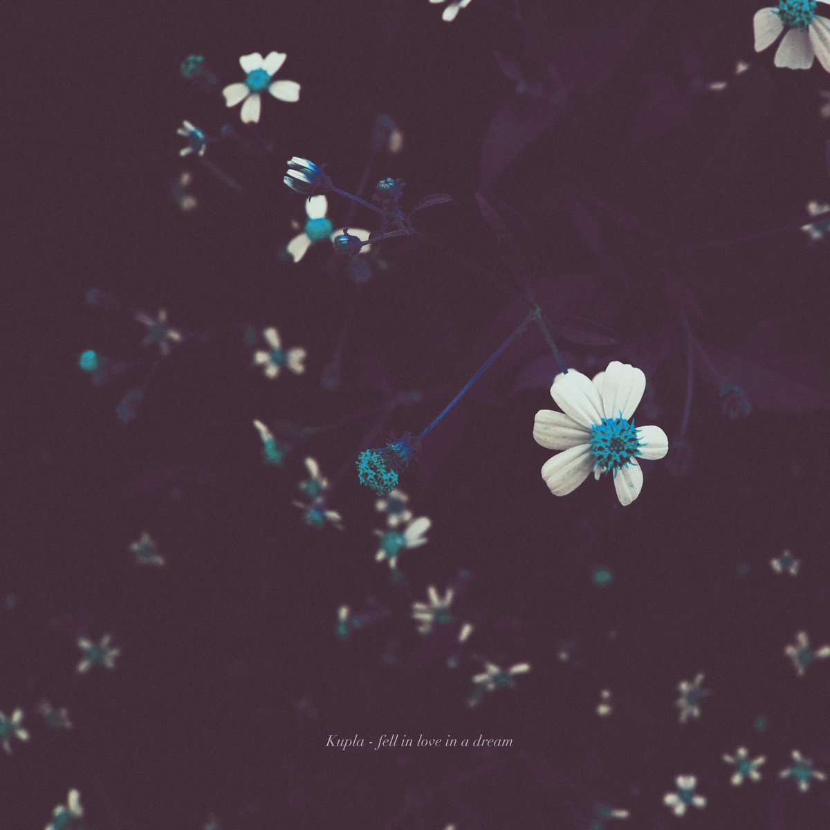 fell in love in a dream Kupla