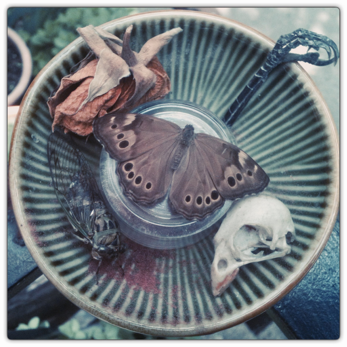 Death Bouquet Meadow Song