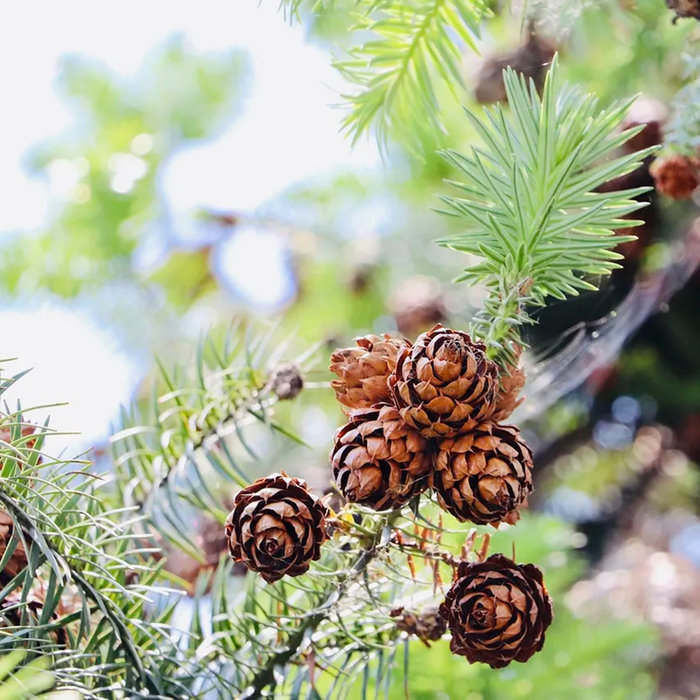 EVERGREENS Pumpkin Friend The Pumpkin Patch