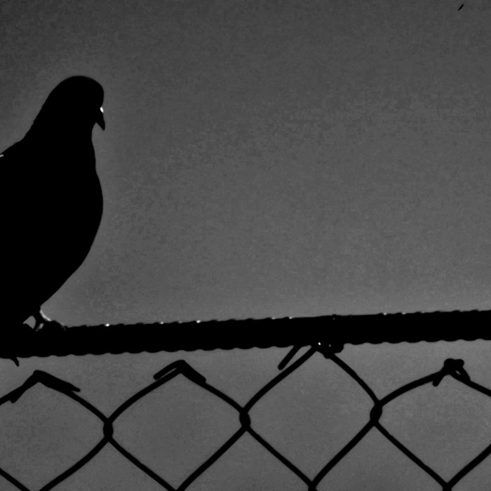 Orgasmo Diego Ruassá