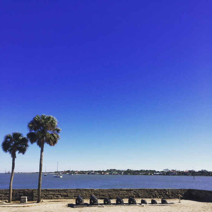 Iron Ibis Veins of Mosquito