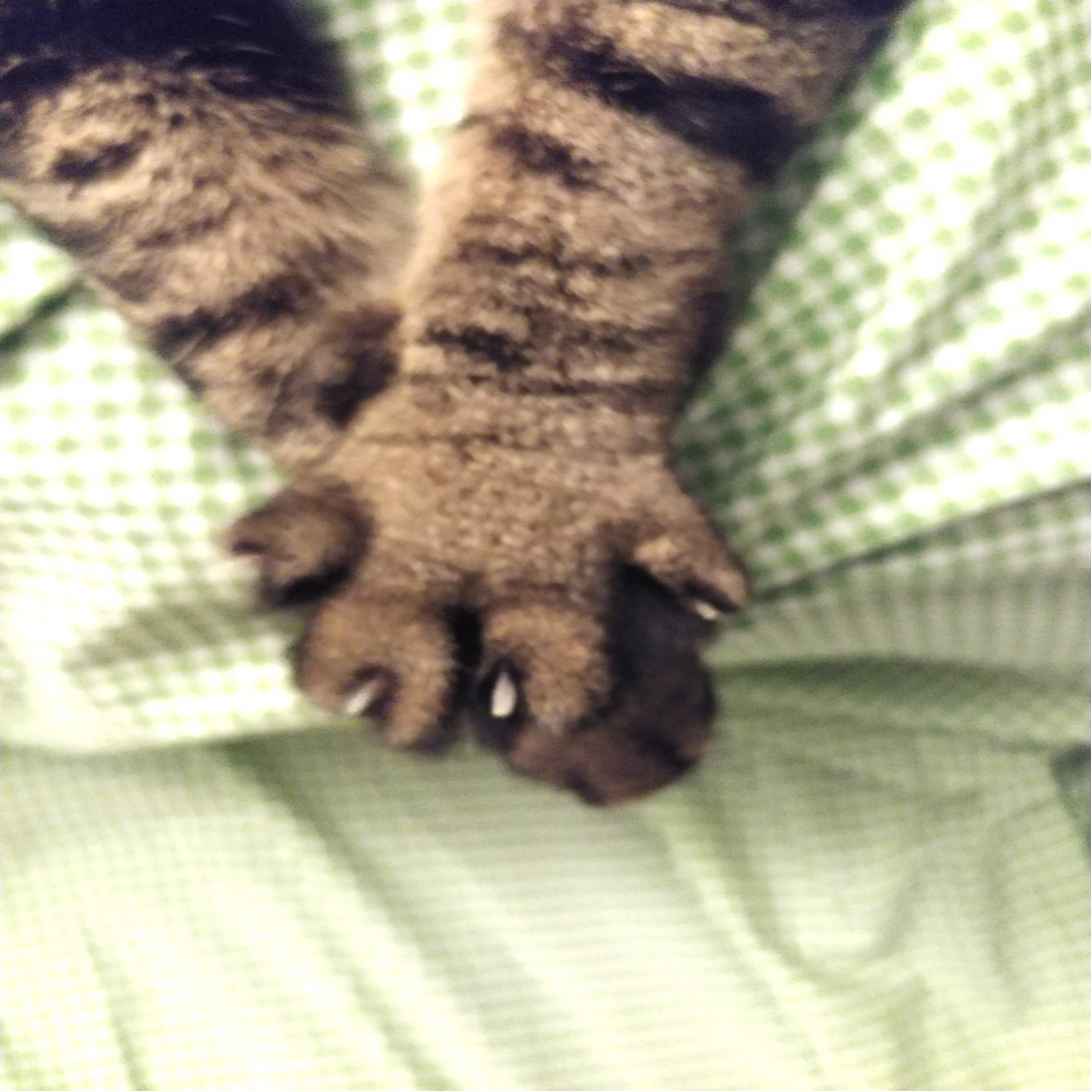 paws Narcoleptic Frog