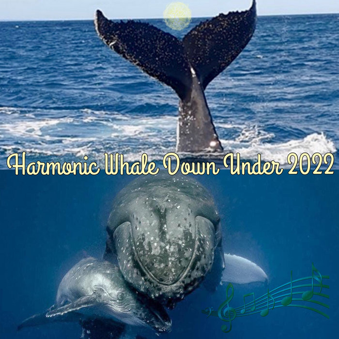 Harmonic Whale Down Under 2022 Dr Didge Dolphin