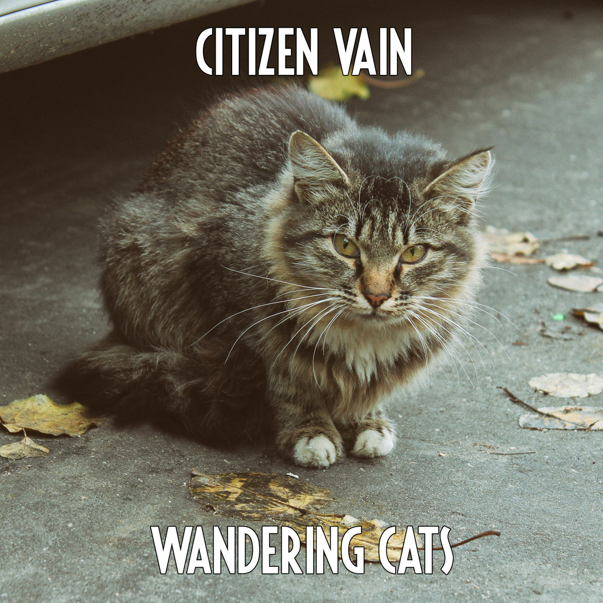 Wandering cats Citizen Vain