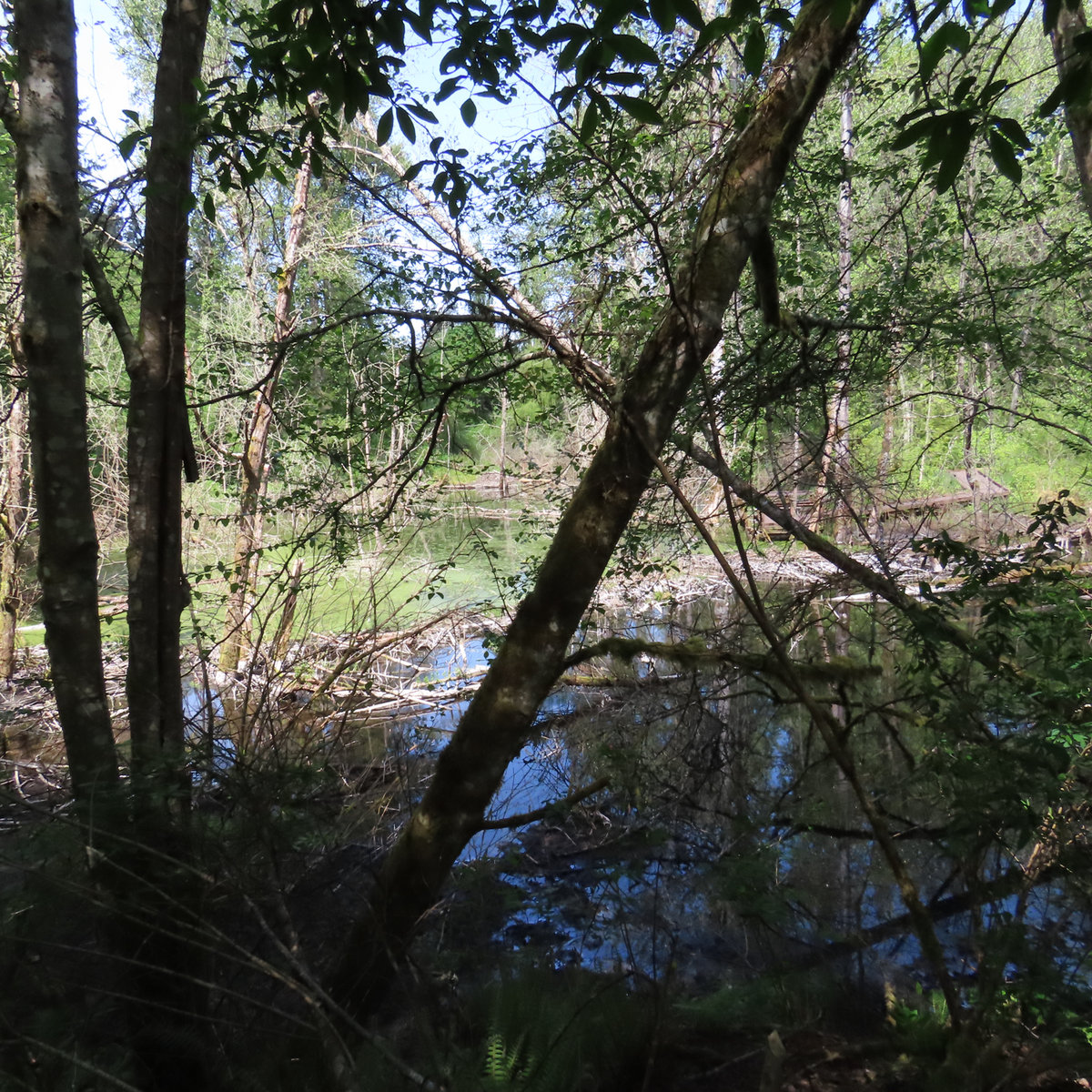 Lake Forest Park, WA FKF