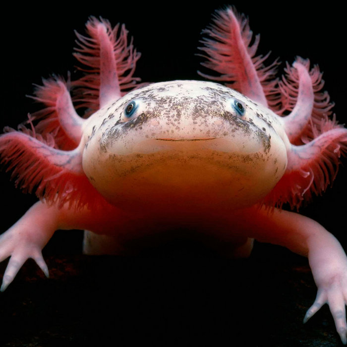 Dangerous The Axolotls