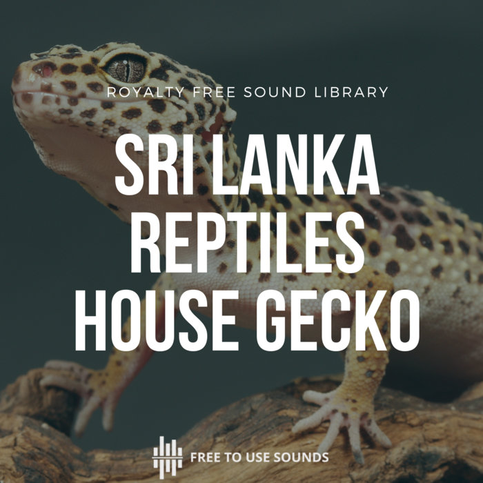 Free Asian House Gecko Sound Library Sri Lanka freetousesounds