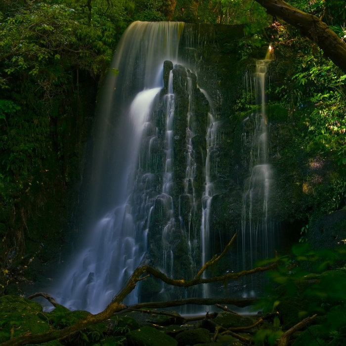 The Forest Brandon Fiechter