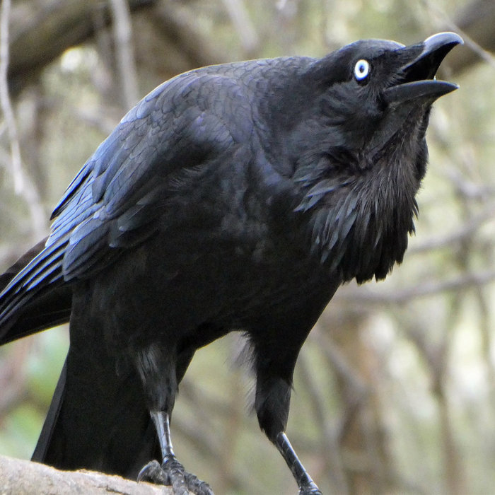 Raven Bass - Sample Pack | Dysphemic