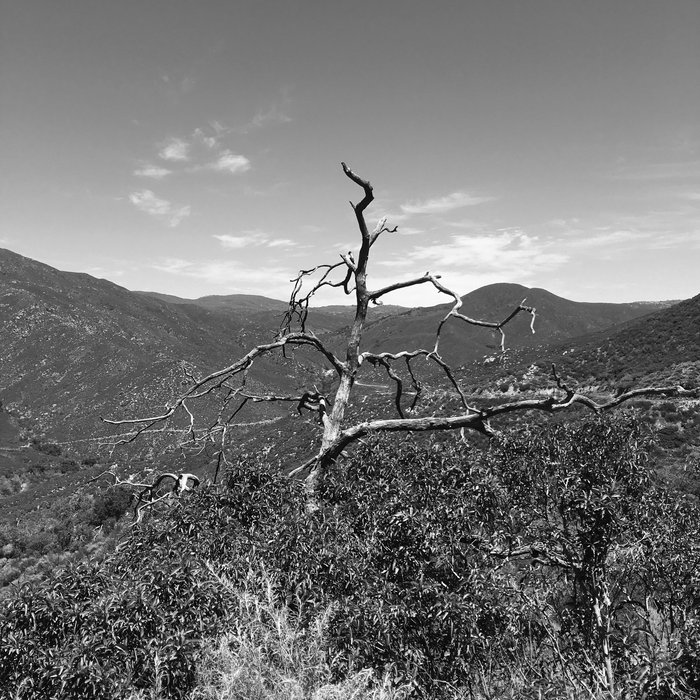 WOODEN TONGUES LIQUID SKULLS