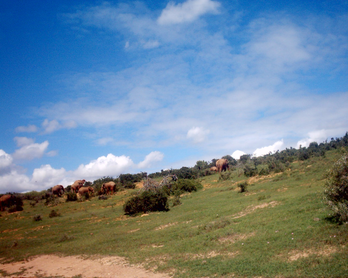 mother africa Klickitat Street