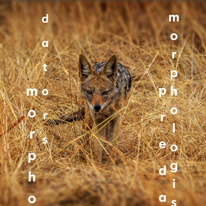 Predators / Prey Morphologist College Hill