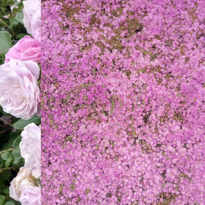 Cherries, Peaches and Raspberries Floral Flowers Tangelo Mantis