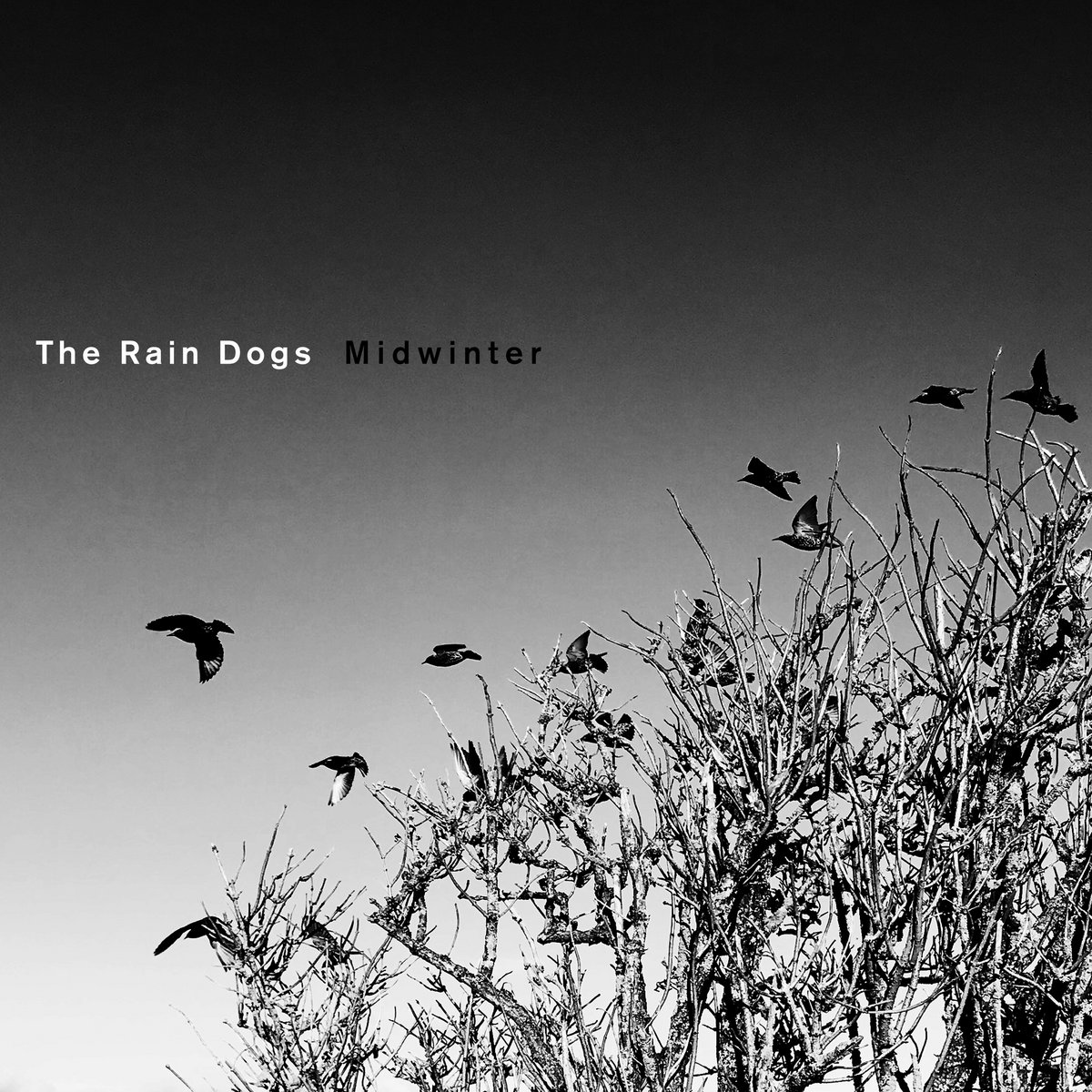 Midwinter The Rain Dogs