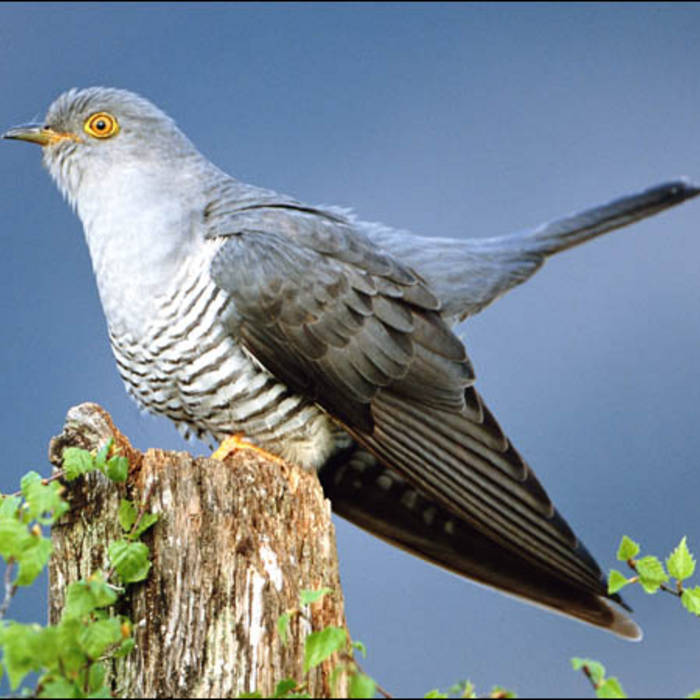 the coo coo bird HUEY&theBANJO