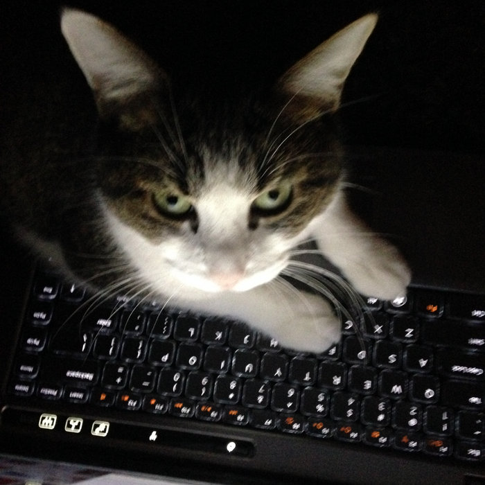 Kitty Kitty Meow Meow The Morbs