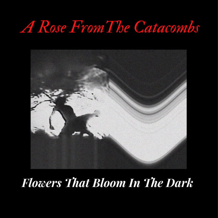 Flowers That Bloom In The Dark A Rose From The