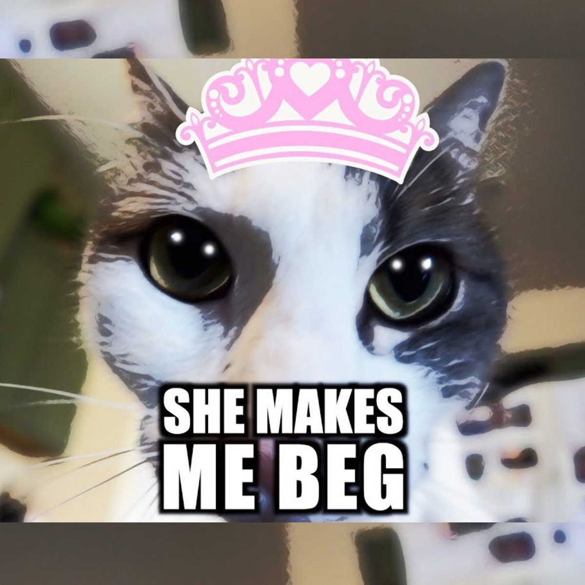 She Makes Me Beg Talking Kitty Cat