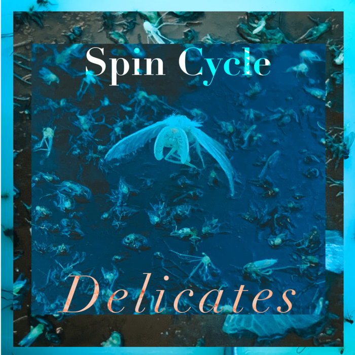 Delicates Spin Cycle