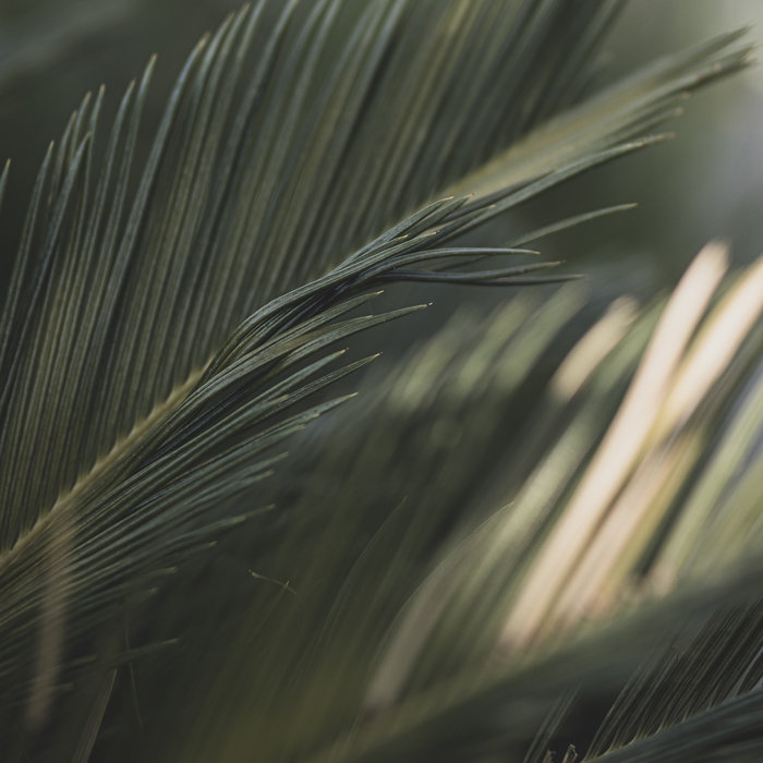 Quiet Loops Moss Covered Technology