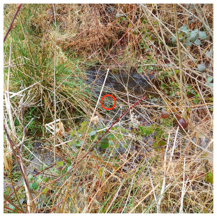 oral_records' collection Bandcamp