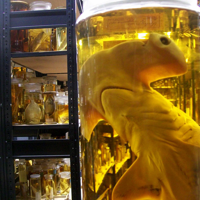 A hammerhead shark in a jar in Berlin Jumble Hole Clough