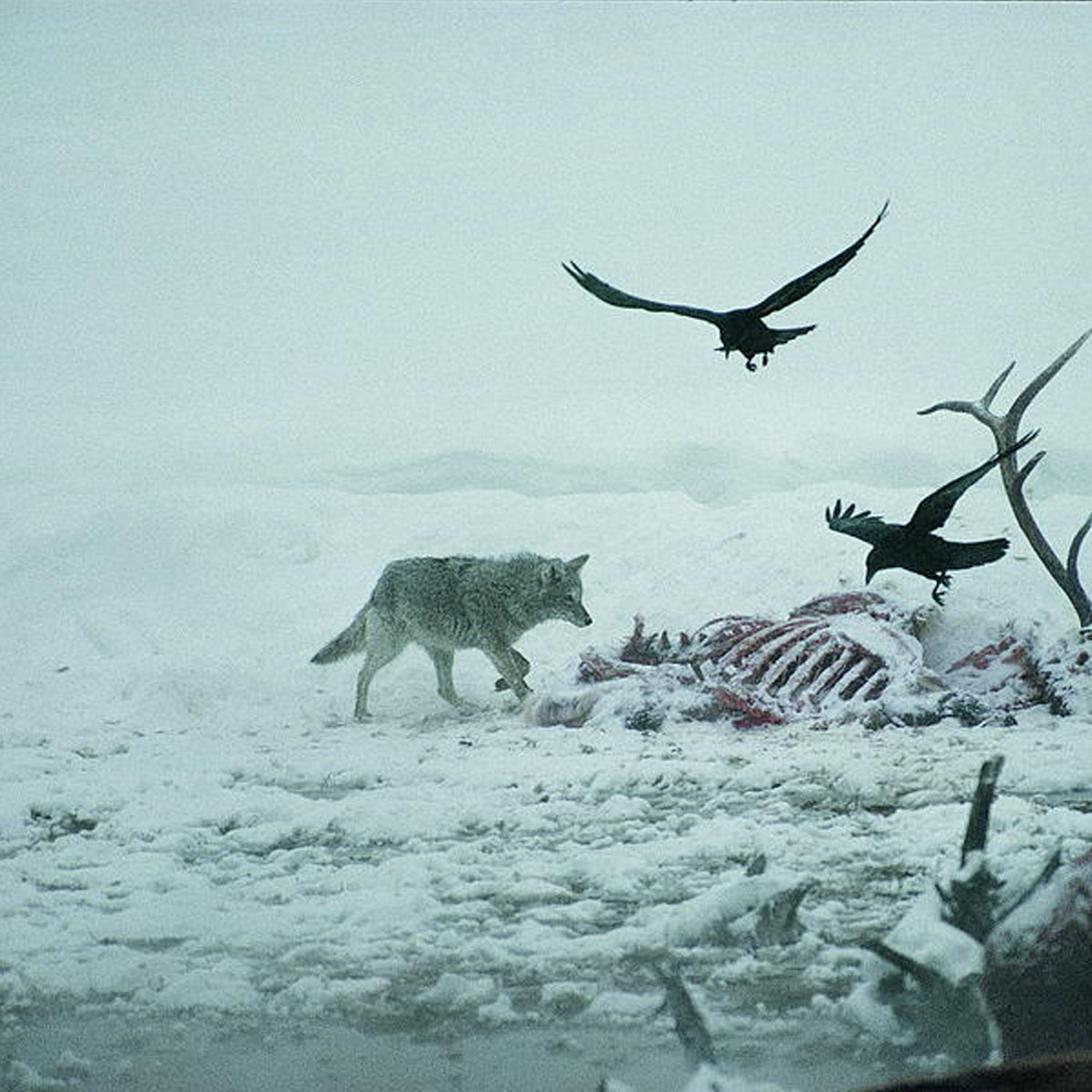 METALLIC OXYGEN ANUBISXIII