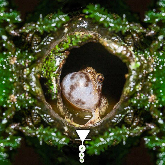 Non Melodic Trills of Rattling Quality Seldom Phyllomedusa